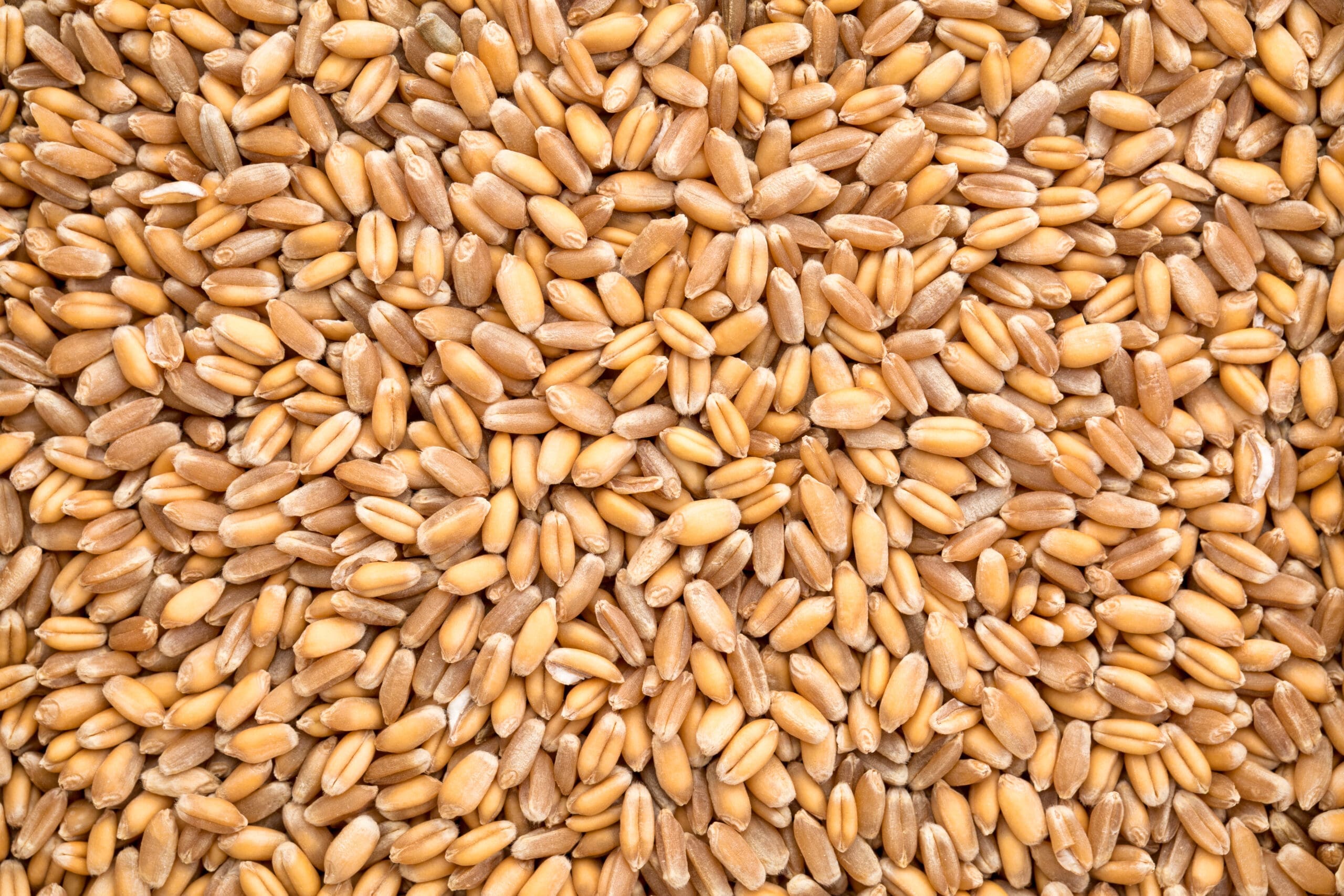 Red winter wheat